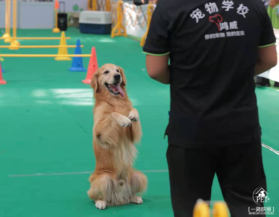 训犬集锦