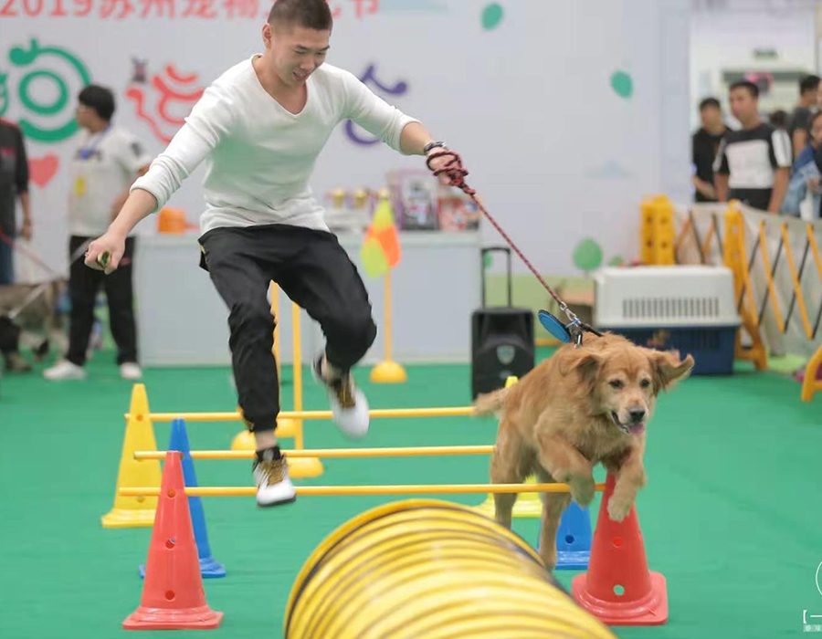 训犬集锦