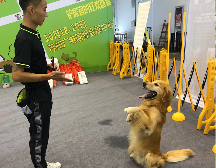 训犬集锦